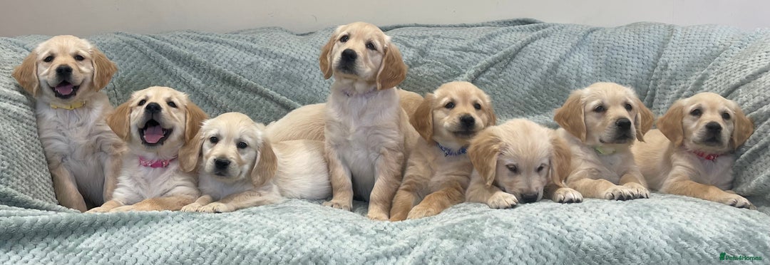Golden Retriever dogs for sale: Quality Litter Of KC Reg Golden Retriever Puppies  - Image 8