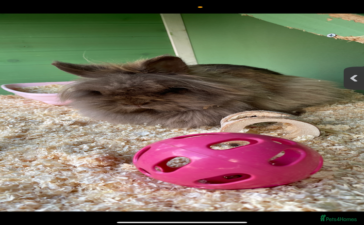 Lionhead rabbits - Advert 1
