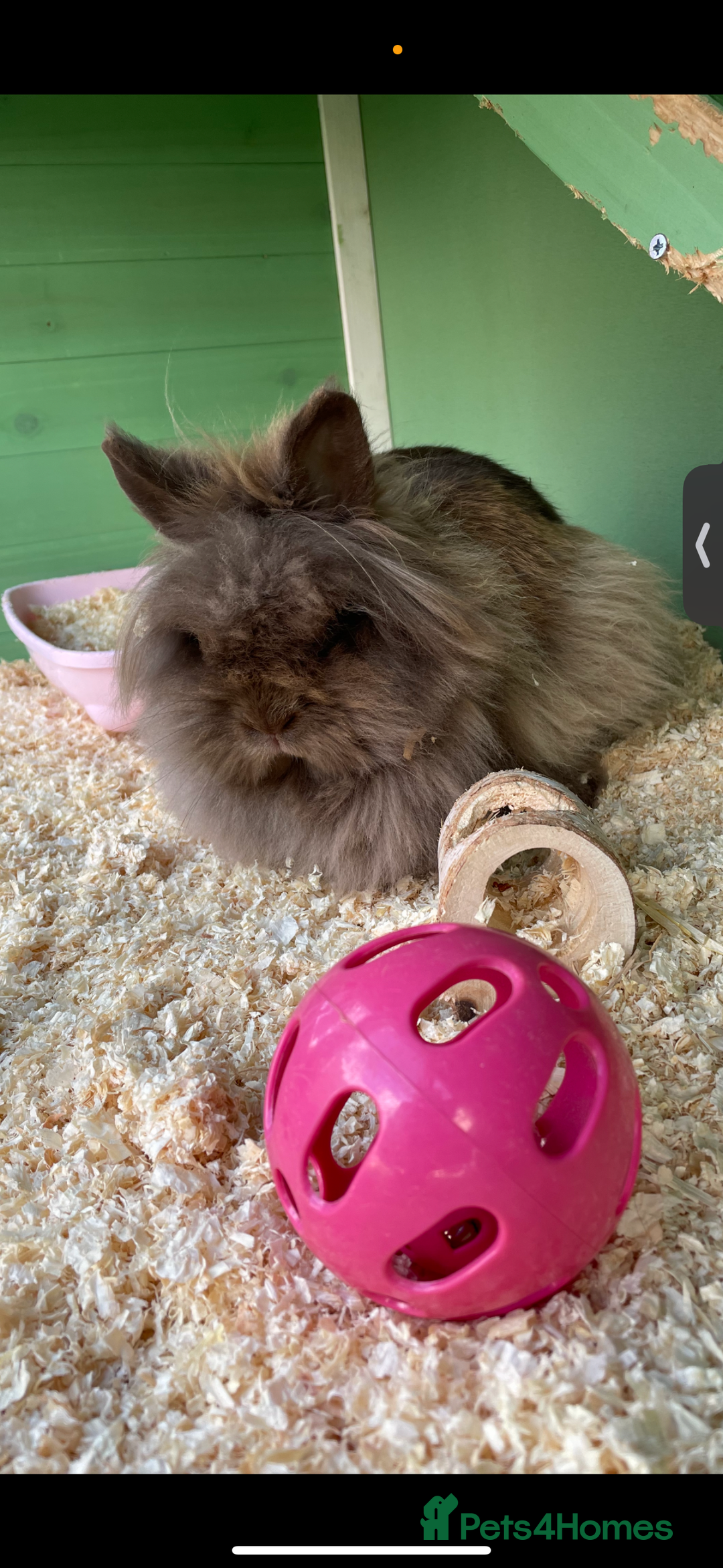 Lionhead rabbits for sale: Lion head rabbit  - Image 1