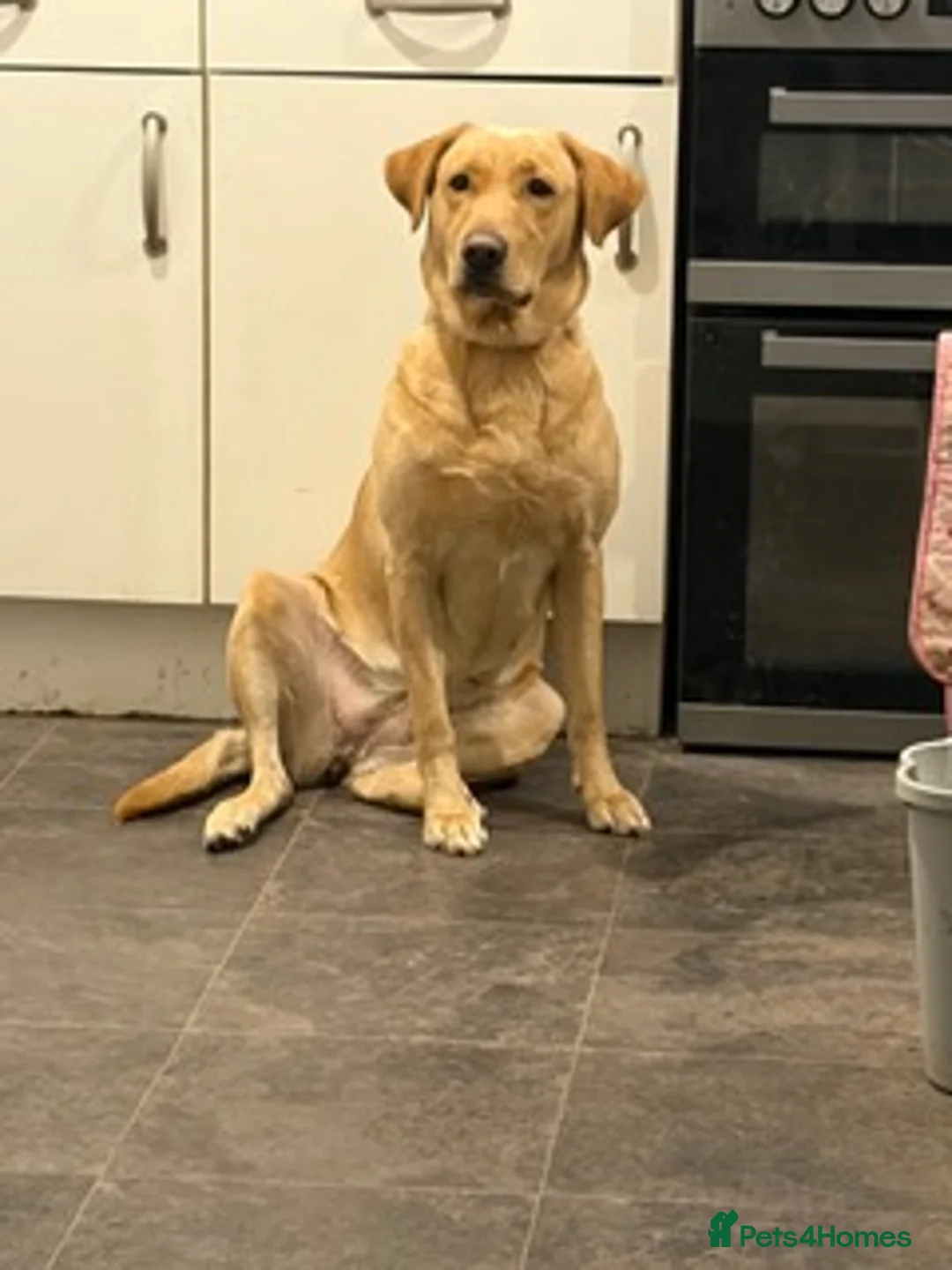 Labrador Retriever dogs for sale: LABRADOR PUPPIES - Advert 1