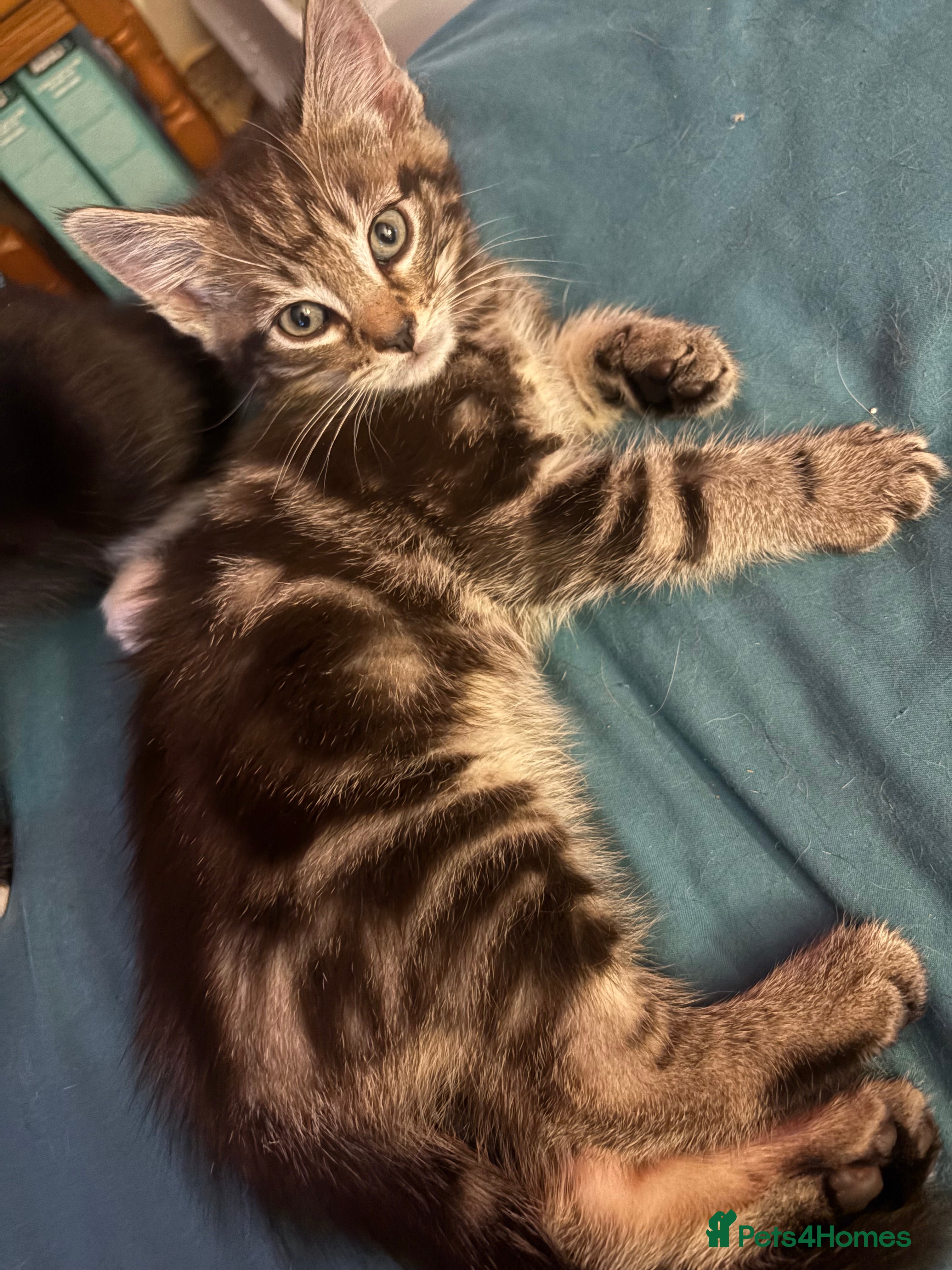 Mixed Breed cats 2 beautiful male kittens ready for a forever home  - Advert 4