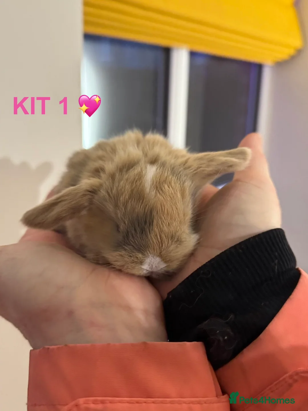 Mini Lop rabbits for sale: Purebred mini lop rabbits  - Advert 3