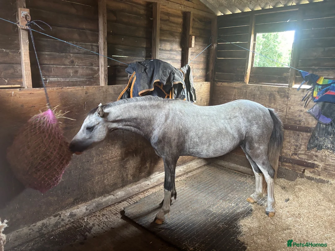 Welsh Section A horses for sale: Little Pea  - Advert 2