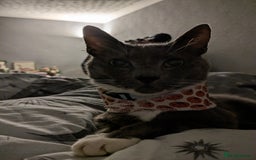 British Shorthair cats for sale: Loved pet for adoption  - Image 8
