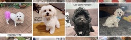 Maltese dogs for stud: Gorgeous Maltese At STUD - Not For Sale in Coventry - Advert 10