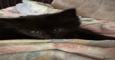 Mixed Breed cats - Advert 8