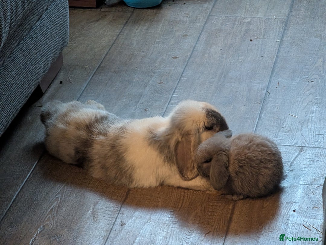 Mini Lop rabbits for sale: Mini Lops £70  - Advert 5