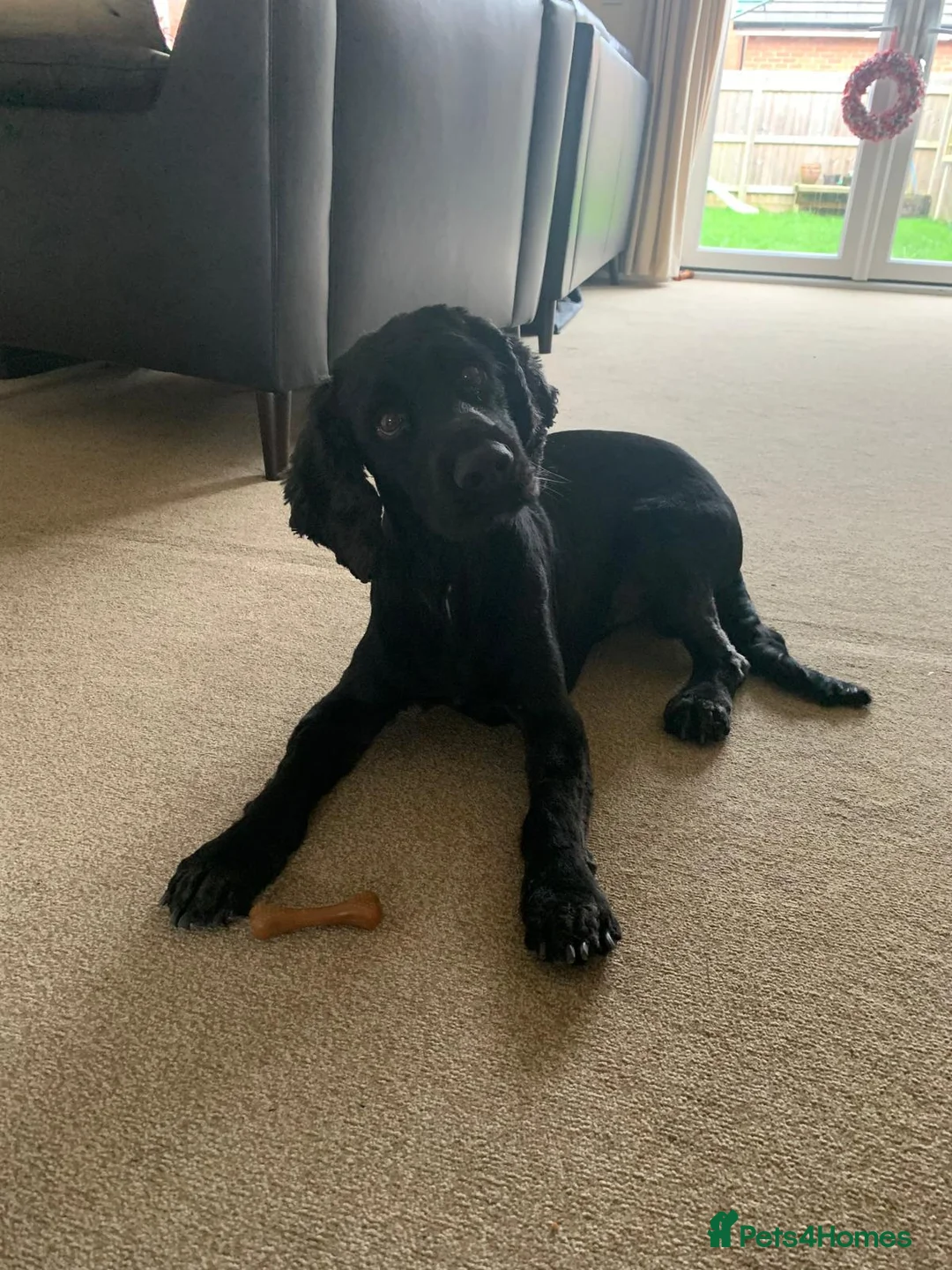 Sprocker dogs for stud: Sprocker stud - Advert 1