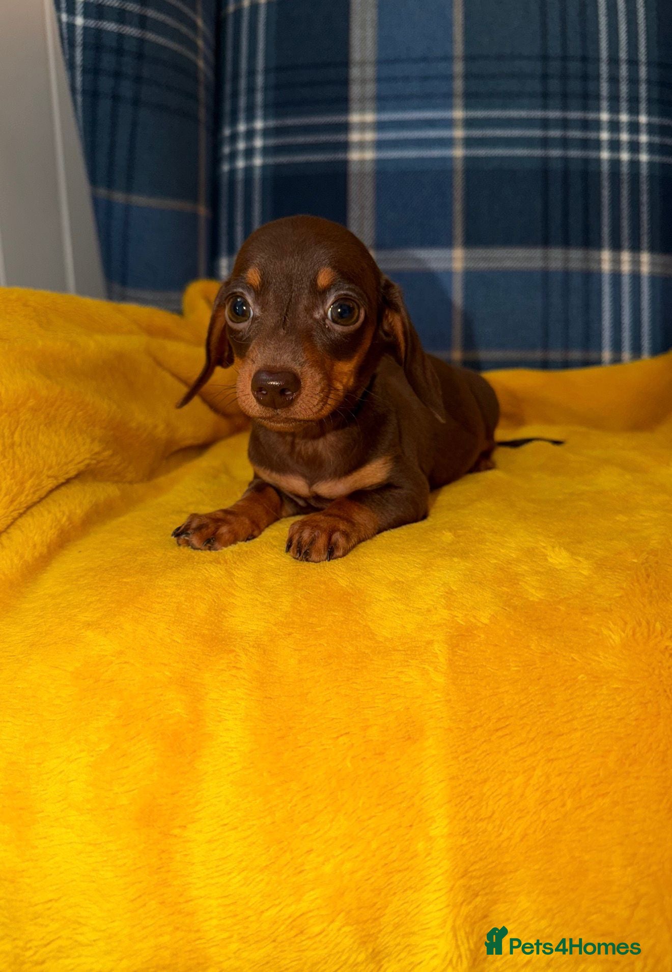 Miniature Dachshund dogs for sale: 💛Stunning Mini Dachshund Puppies READY NOW🧡 - Advert 3