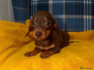 Miniature Dachshund dogs for sale: 💛Stunning Mini Dachshund Puppies READY NOW🧡 - Advert 3