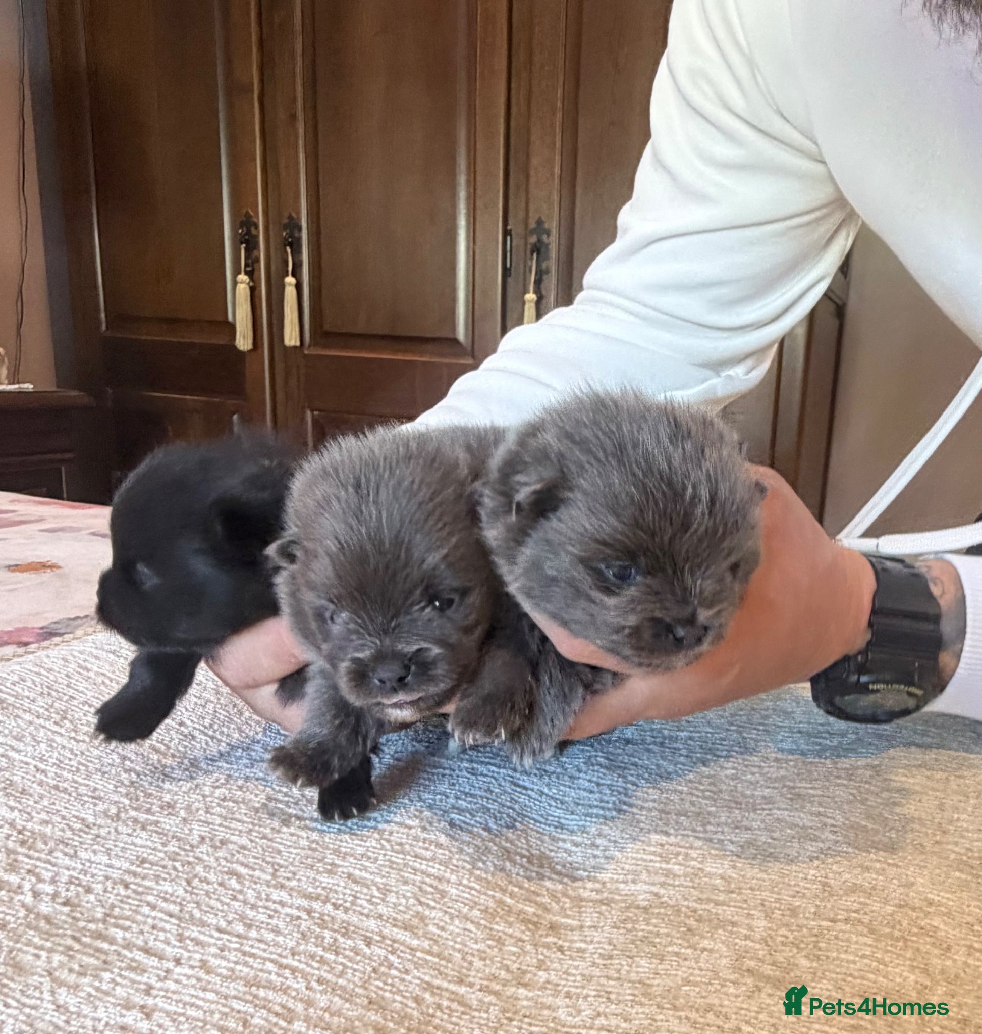 Pomeranian dogs Beautiful and rare mini Pomeranian puppies   - Advert 14