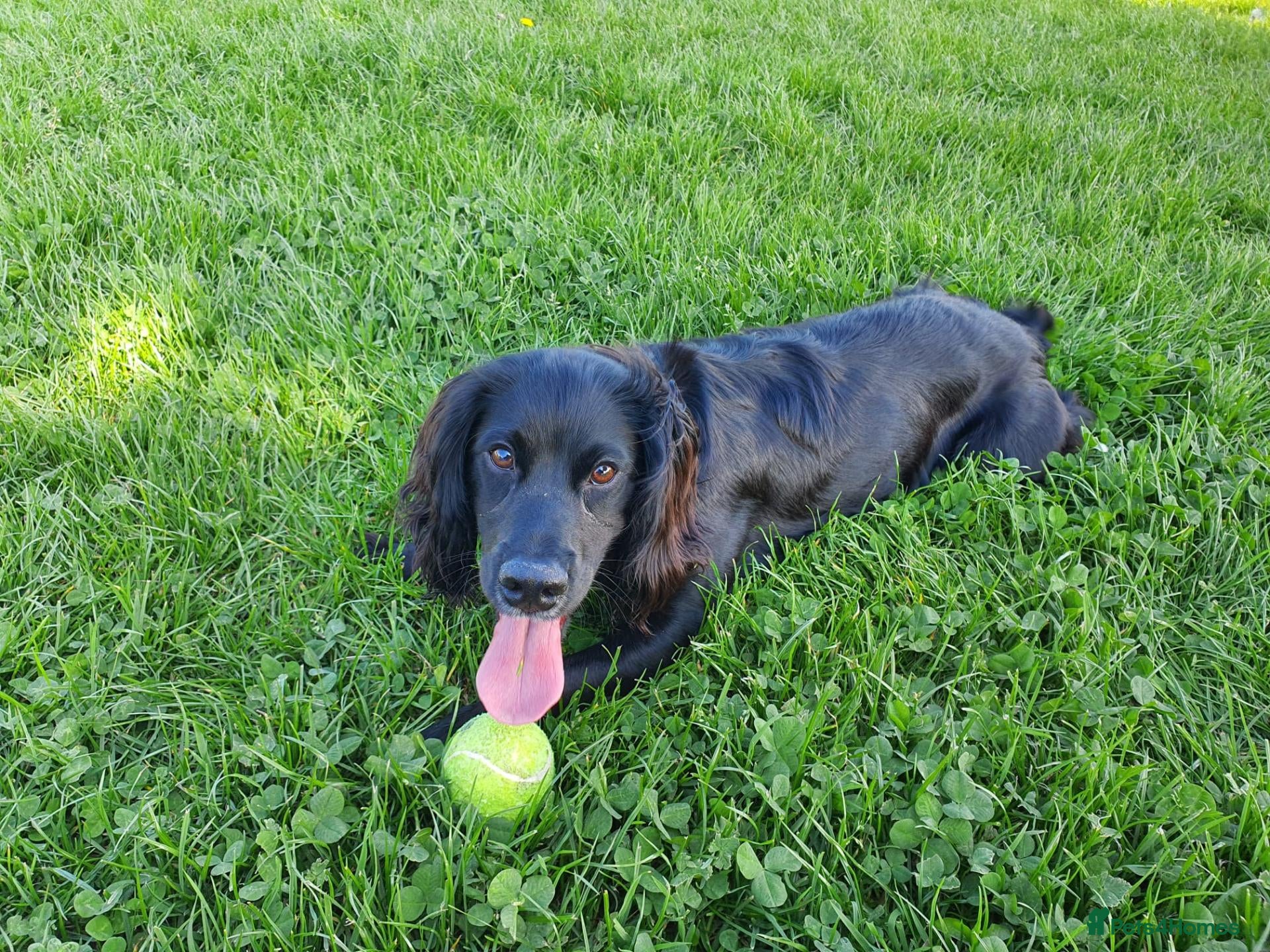 Cocker Spaniel dogs Cocker spaniel English - Advert 2