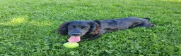 Cocker Spaniel dogs for stud: Cocker spaniel English - Advert 1