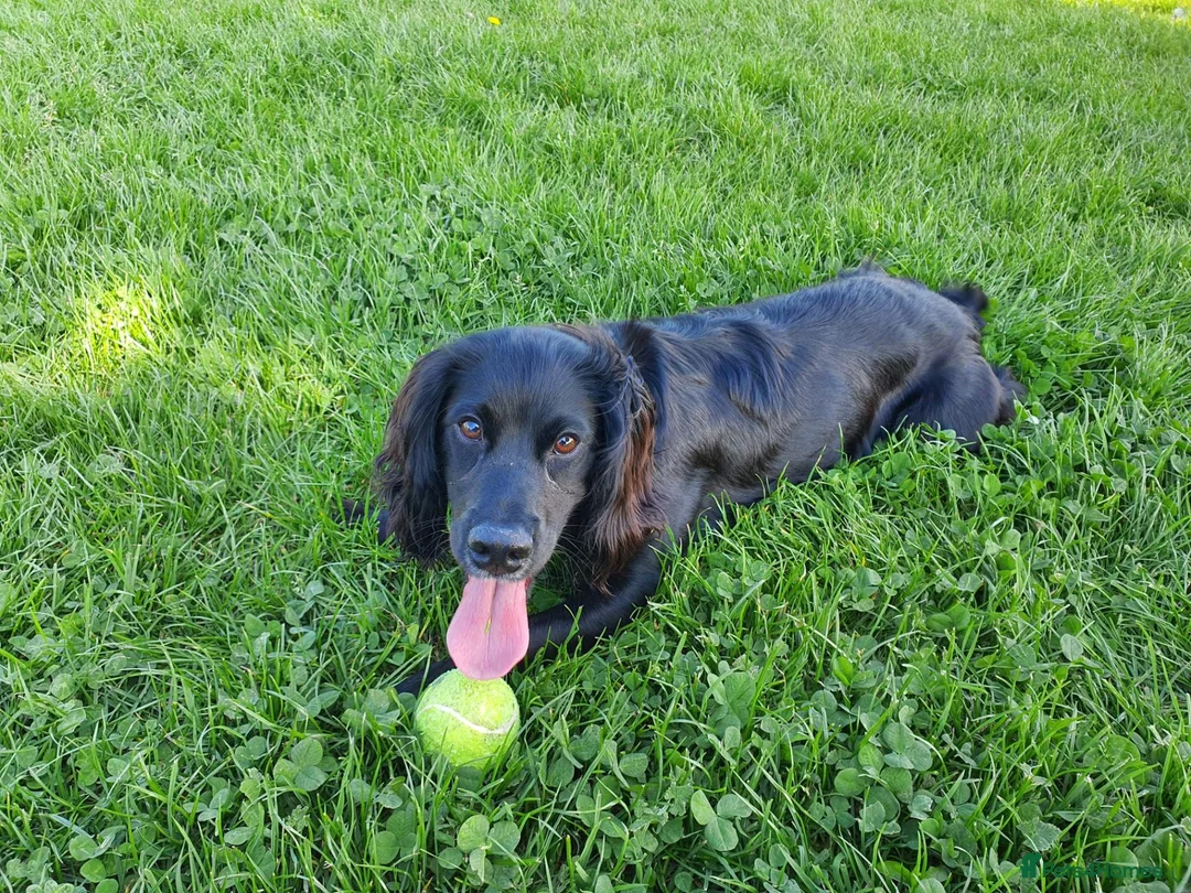 Cocker Spaniel dogs for stud: Cocker spaniel English - Advert 1