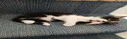 Mixed Breed cats for sale: Adorable cute kitten  - Advert 12