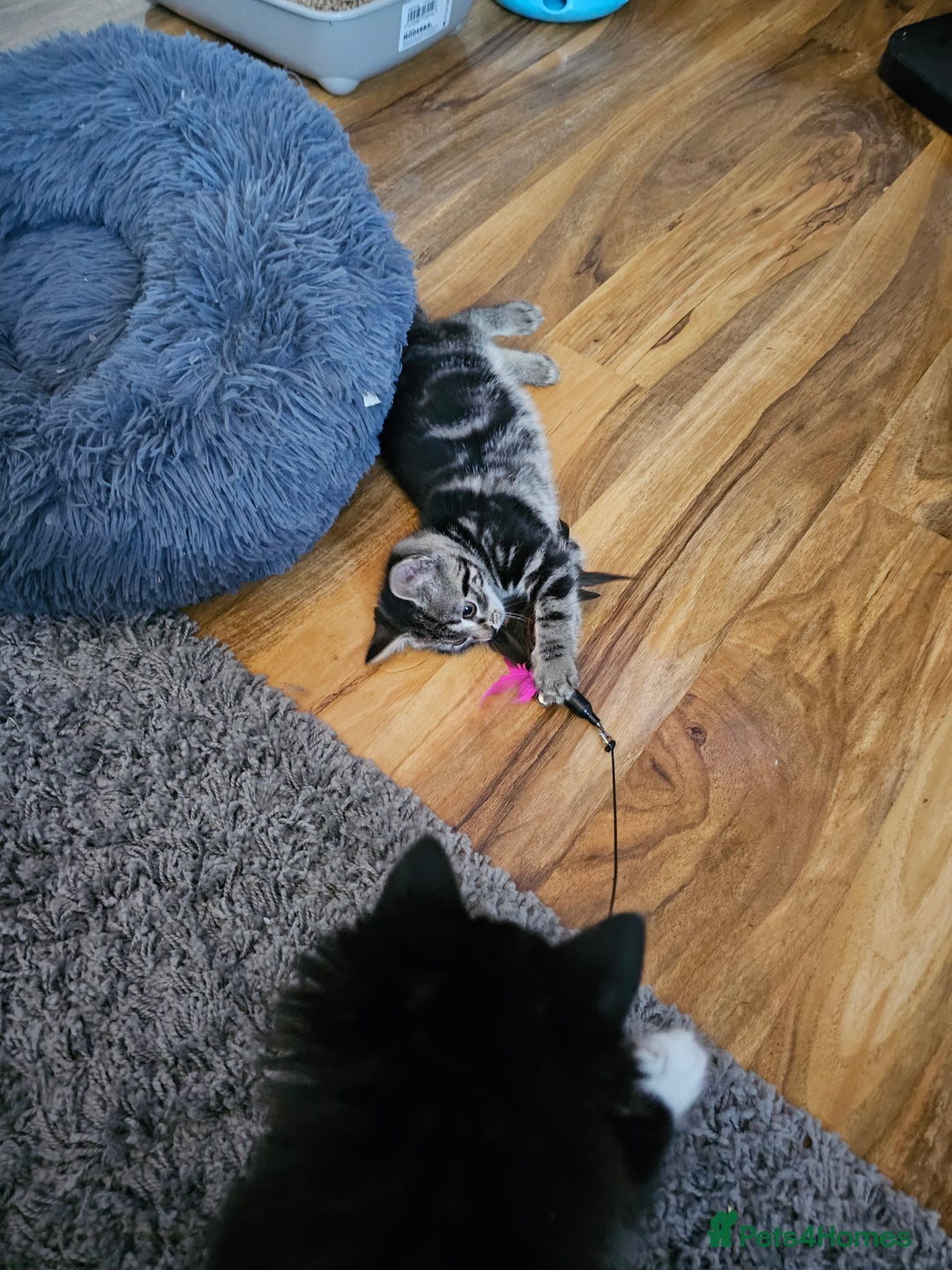 Mixed Breed cats for sale: 4 Gorgeous Bombay-Heritage Kittens- Litter Trained - Advert 26