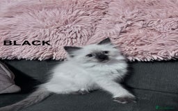 Ragdoll cats for sale: 5 Stunning Ragdoll Kittens  - Image 16