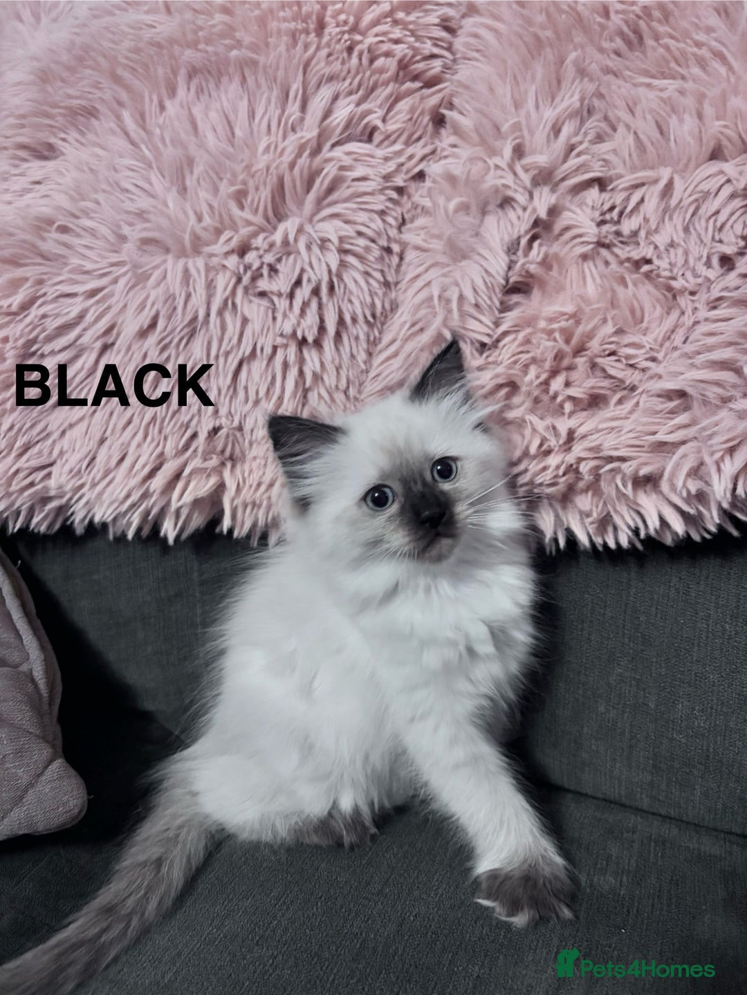 Ragdoll cats for sale: 5 Stunning Ragdoll Kittens  - Image 16