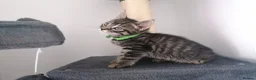 Mixed Breed cats for sale: Exceptional Kittens, Wonderful Personalities ❤️ in Waltham Cross - Advert 17