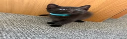 Mixed Breed cats for sale: 4Beautiful kittens looking for their forever home  - Advert 10