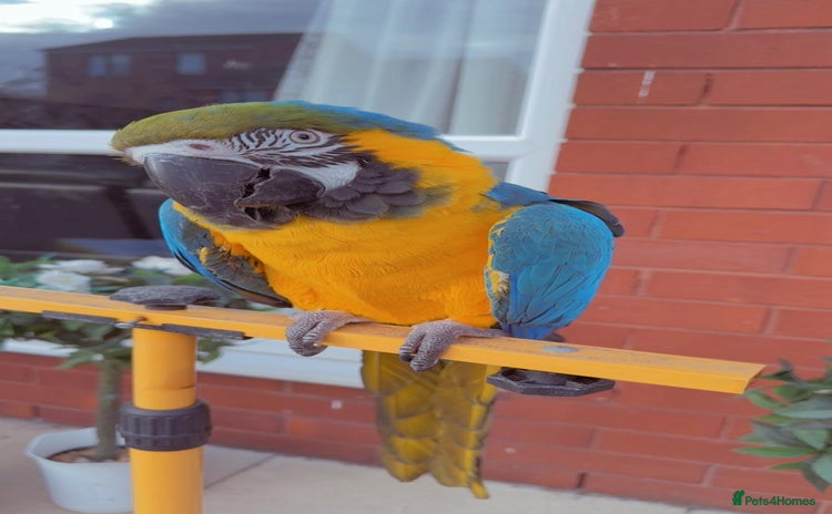 Macaws birds - Advert 10