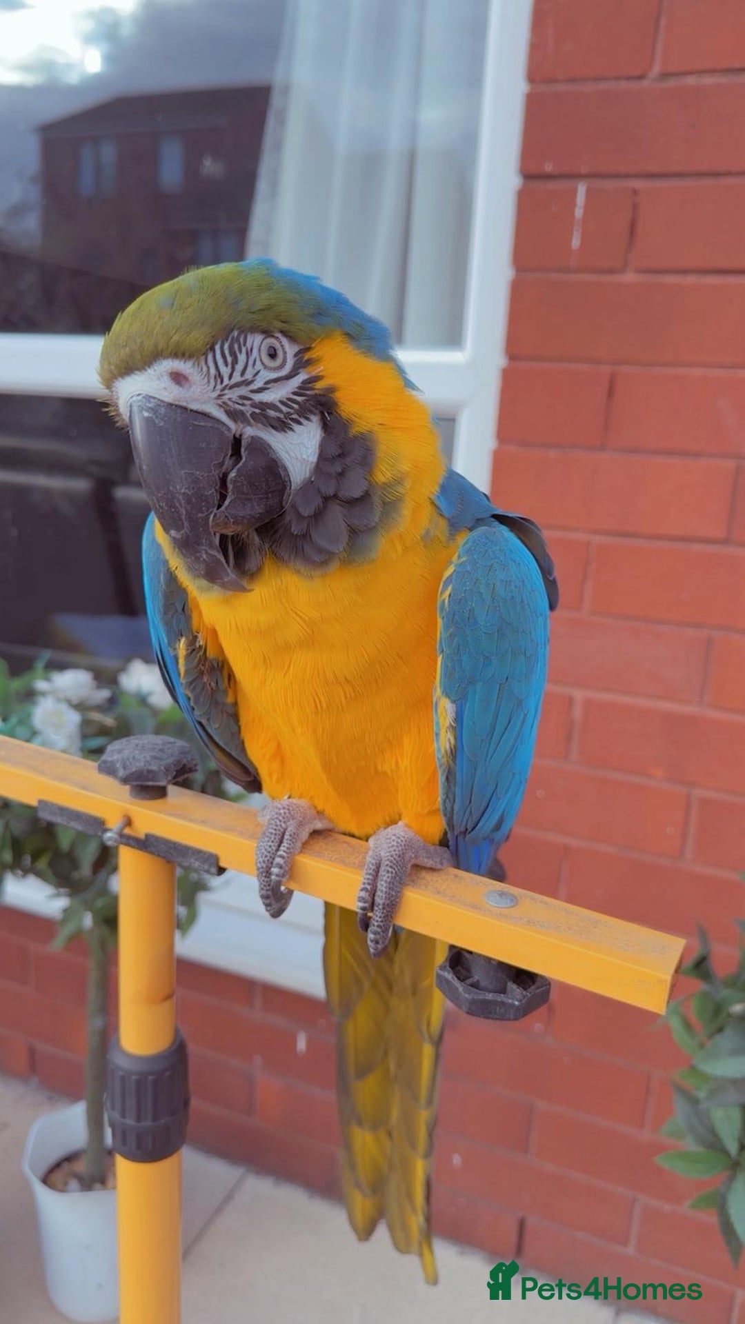 Macaws birds for sale: Blue and gold macaw 5 years old  - Image 1