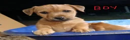 Jack Russell dogs for sale: Broken Coat Tan Jack Russells - Advert 15