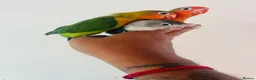Lovebirds birds for sale: Hand reared lovebirds for sale  - Advert 14