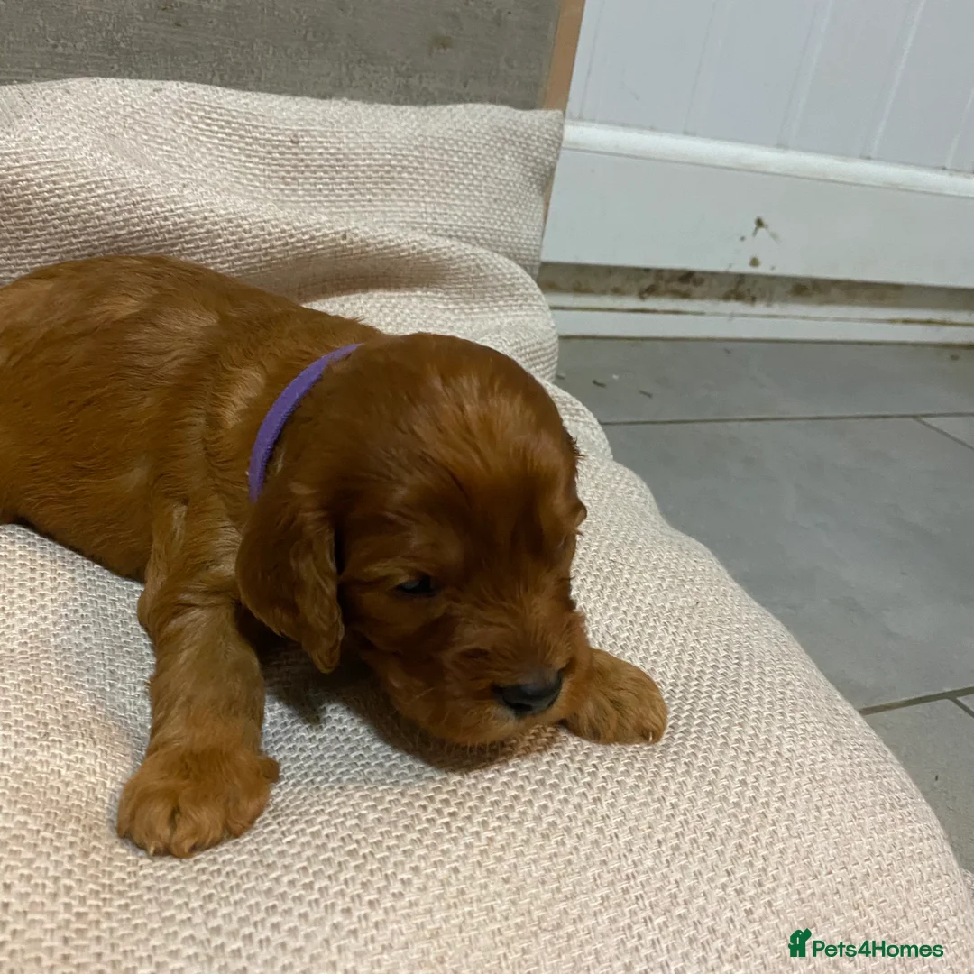 Irish Doodle dogs for sale: F1 Mini irishdoodle (JUST 1 LEFT) - Advert 17