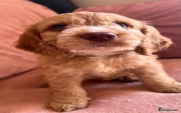 Cockapoo dogs for sale: Rare F1 apricot/ red fox DNA PRCD-PRA clear - Image 13