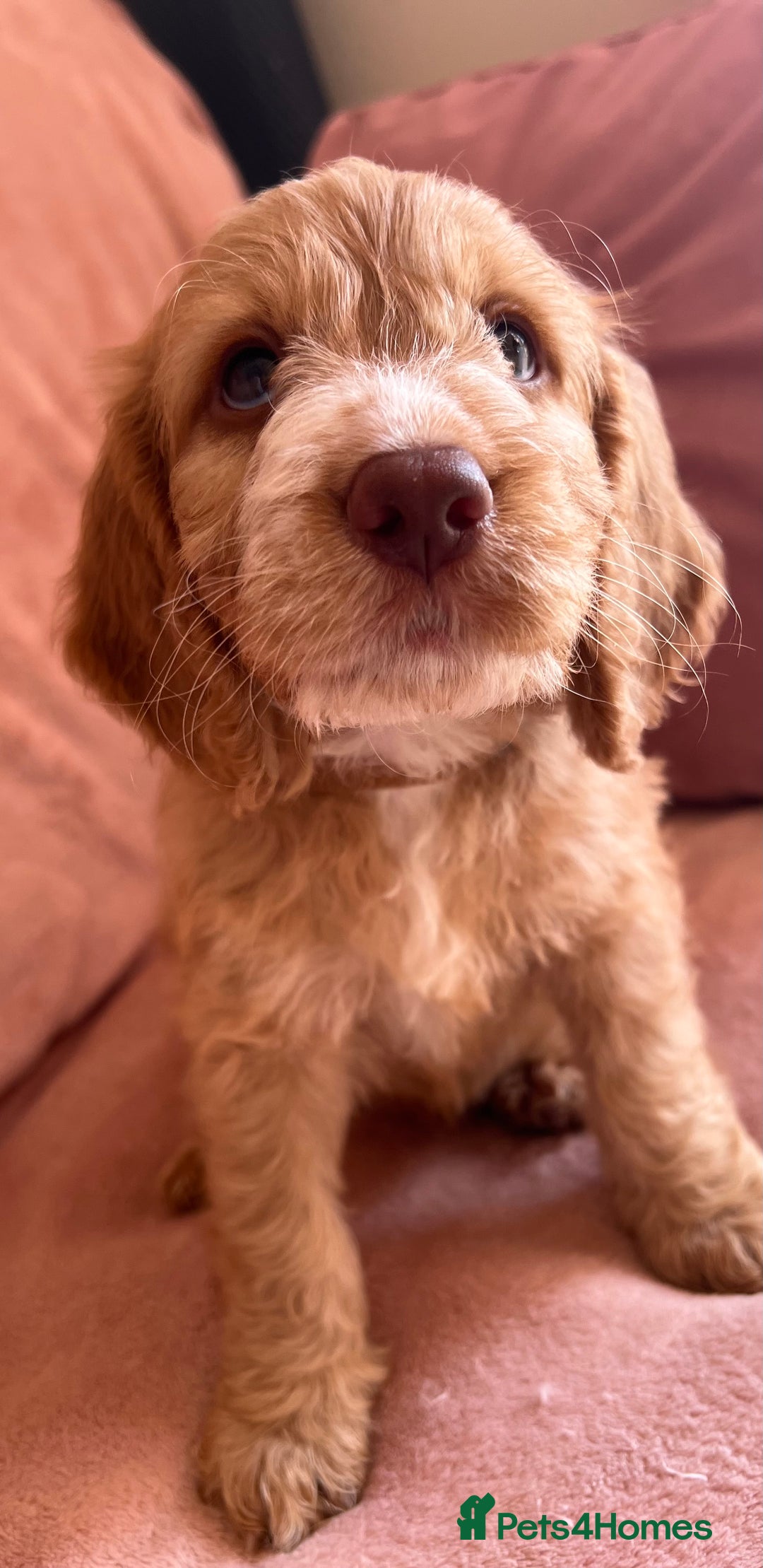 Cockapoo dogs for sale: Rare F1 apricot/ red fox DNA PRCD-PRA clear - Image 13