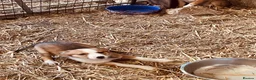 Border Collie dogs for sale: Collie puppies for sale - Advert 13