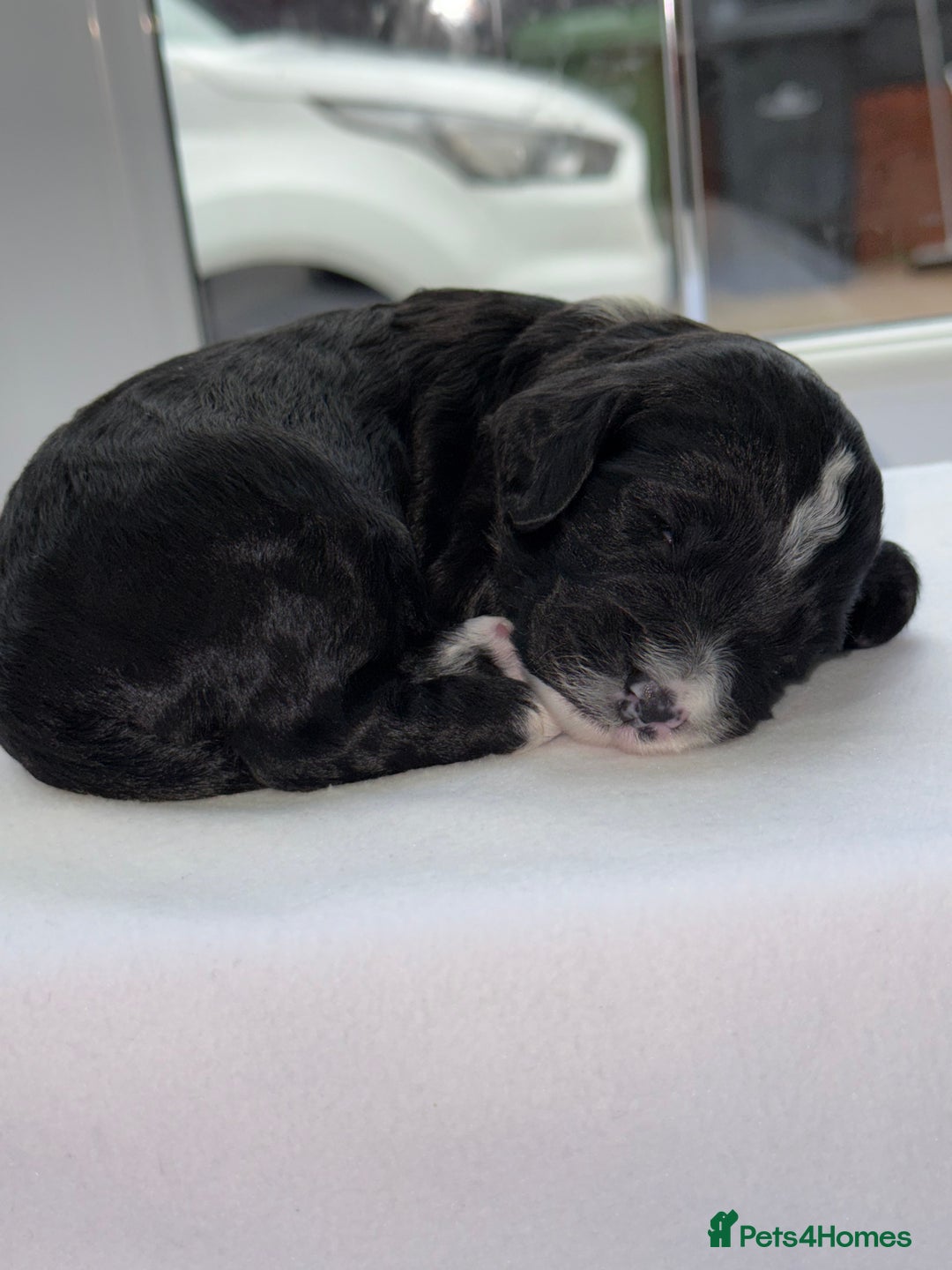 Cockapoo dogs for sale: F1 COCKAPOO PUPS - Advert 2