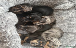 Miniature Dachshund dogs for sale: Minature dachound puppies  - Image 5