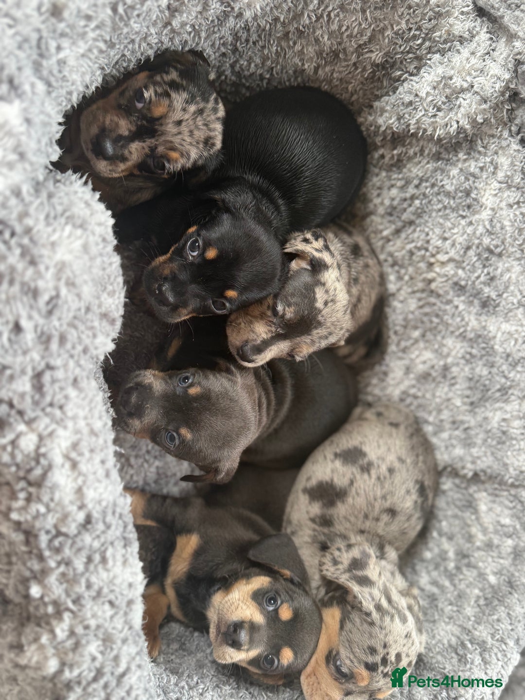 Miniature Dachshund dogs for sale: Minature dachound puppies  - Image 5