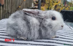 Mini Lop rabbits for sale: Trained French x Mini Lop Bunnies. Please Read! - Image 13