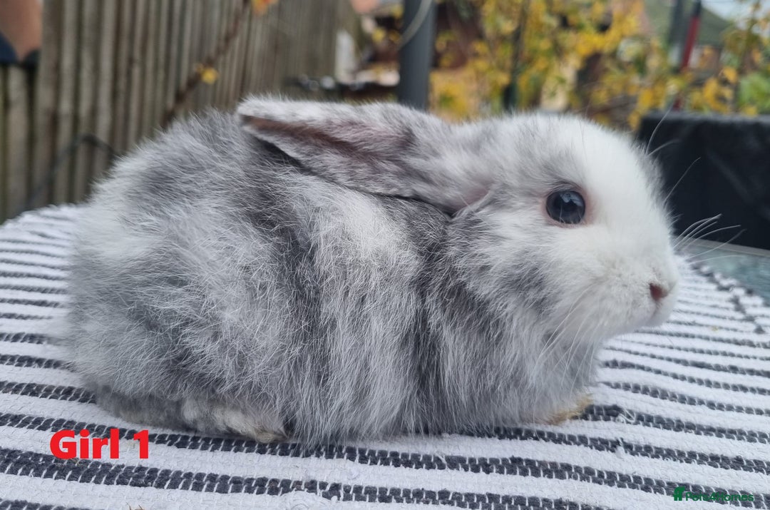 Mini Lop rabbits for sale: Trained French x Mini Lop Bunnies. Please Read! - Image 13
