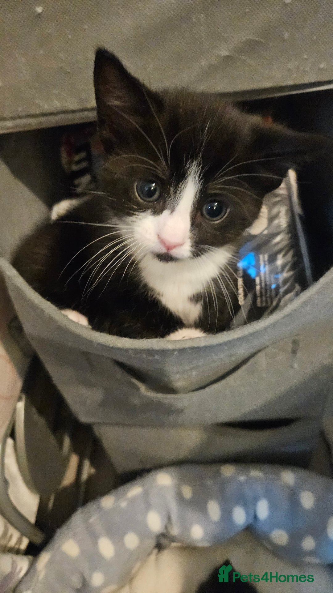 Mixed Breed cats for sale: Black and white 3 kittens for sale. 2 boys 1 girl. - Advert 20