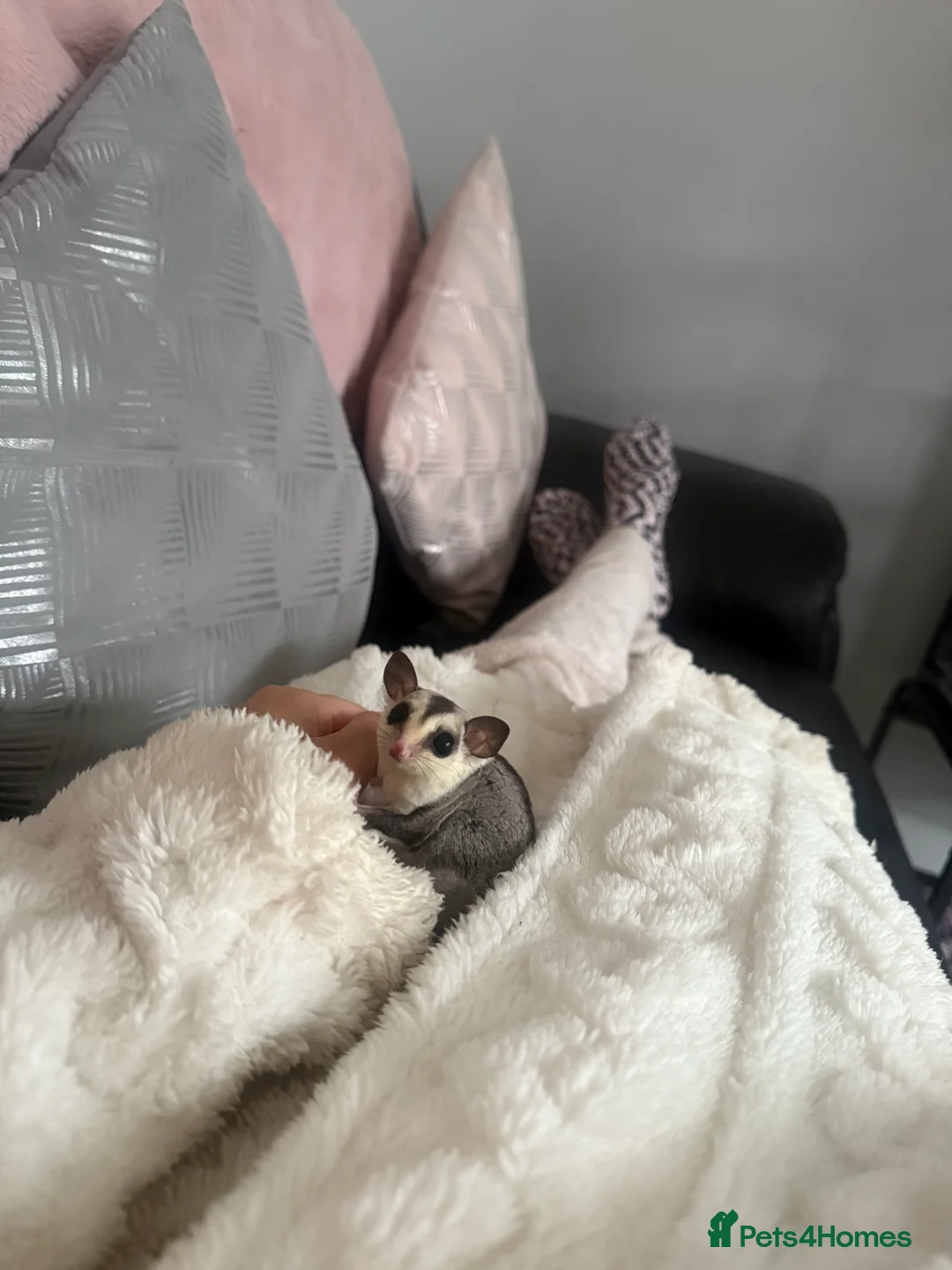 Sugar Glider rodents for sale: Sugar glider with cage  - Advert 5