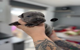 Mixed Breed dogs for sale: staffy x cane corso  - Image 16