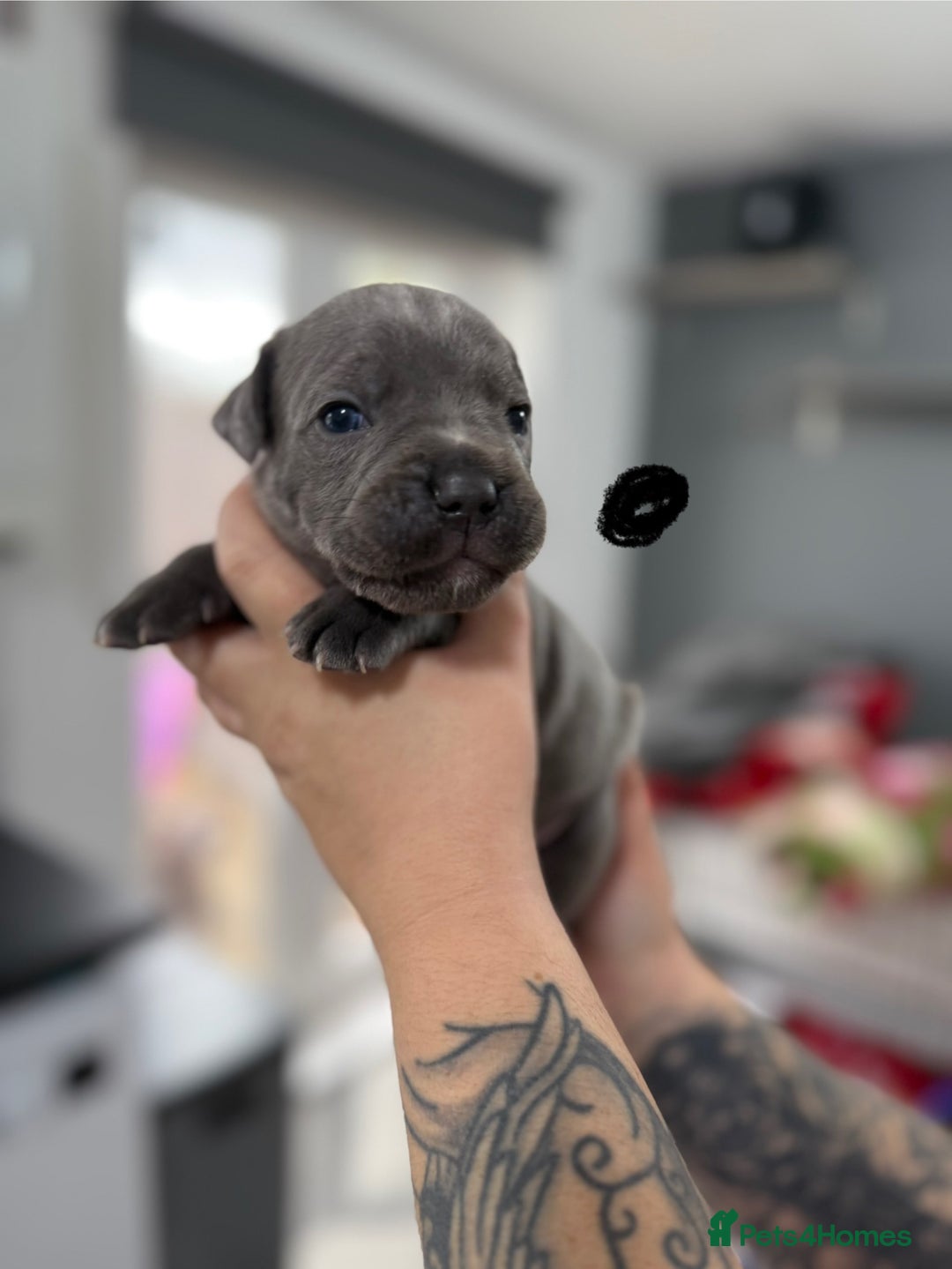 Mixed Breed dogs for sale: staffy x cane corso  - Image 16