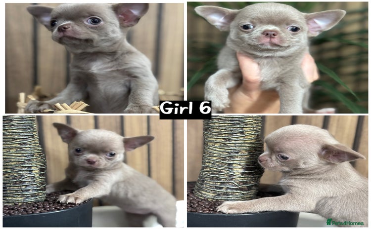 Chihuahua dogs - Advert 4