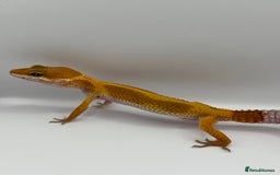 Gecko reptiles for sale: Leopard Gecko with Enclosure - Image 3