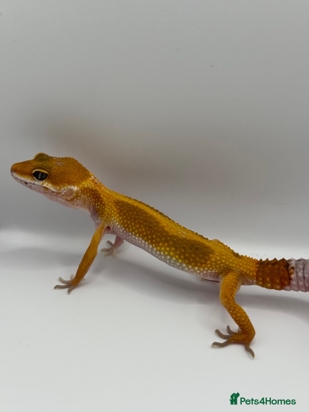 Gecko reptiles for sale: Leopard Gecko with Enclosure - Image 3