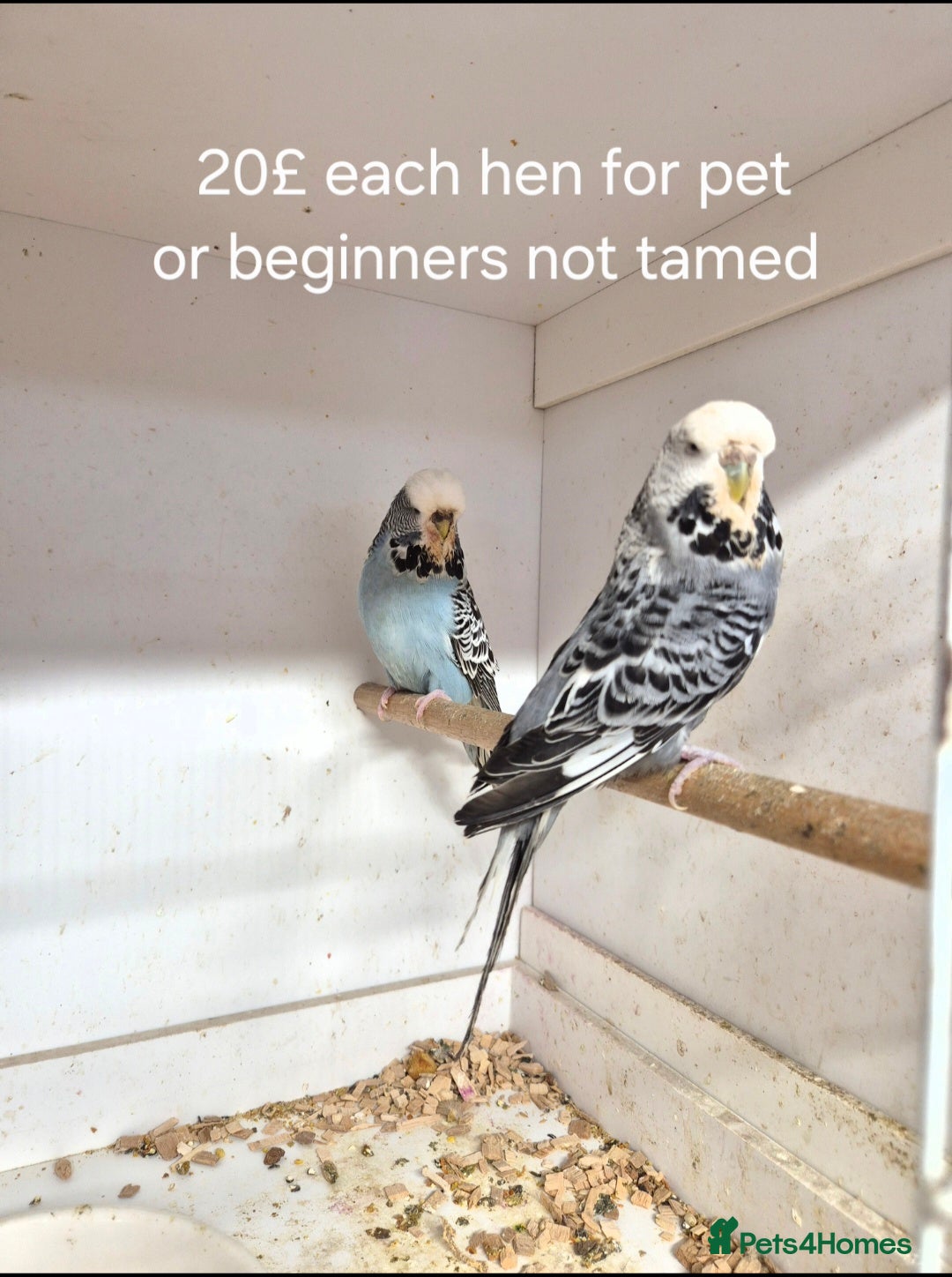 Budgerigars birds for sale: Budgies Birds by pre-order, exclusive birds - Advert 4