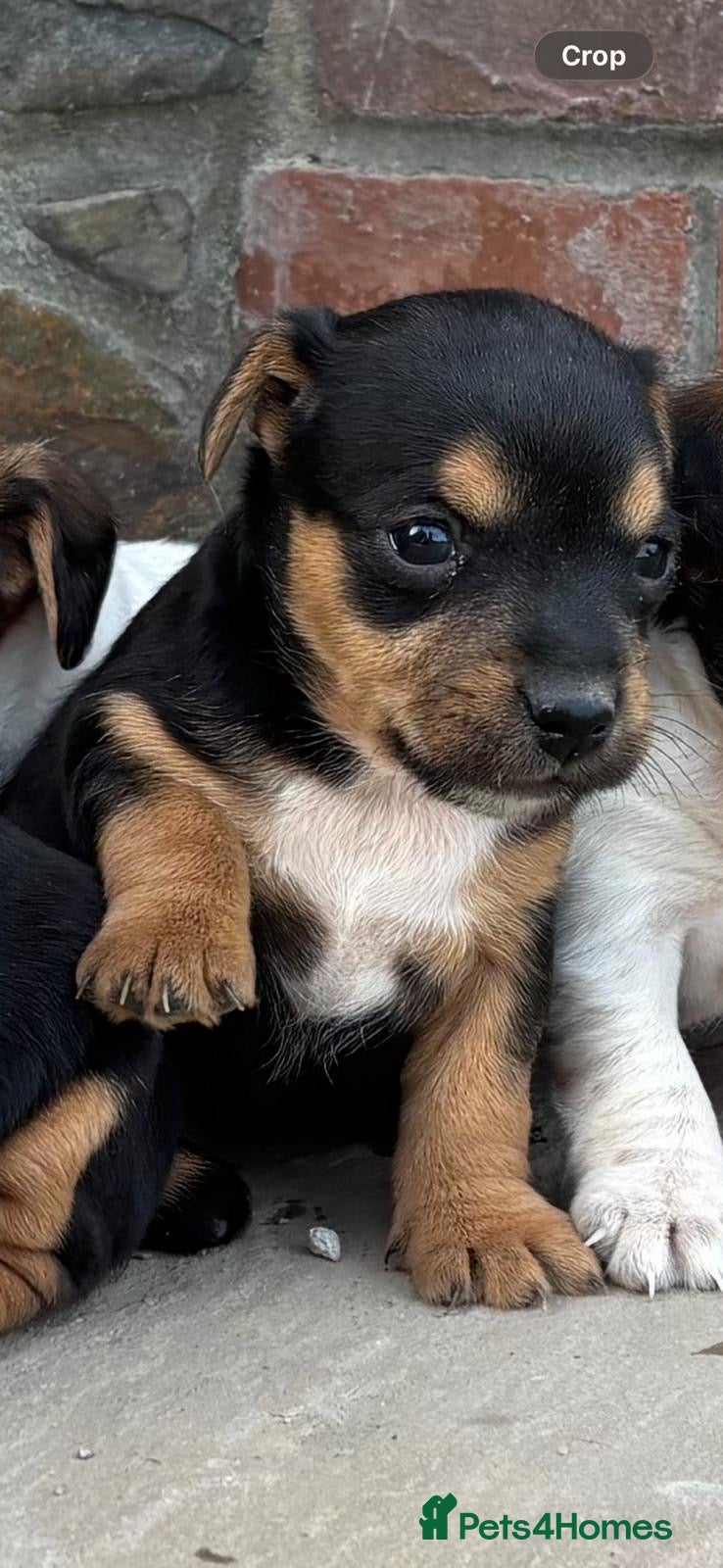 Jack Russell dogs 5 Jack Russel Puppy’s  - Advert 2
