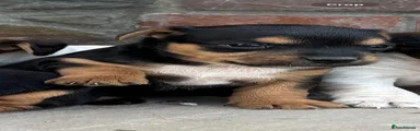 Jack Russell 5