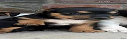 Jack Russell dogs for sale: 5 Jack Russel Puppy’s  - Advert 9
