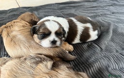 Shih Tzu dogs for sale: Absolutely beautiful shih tzu puppies - Image 16