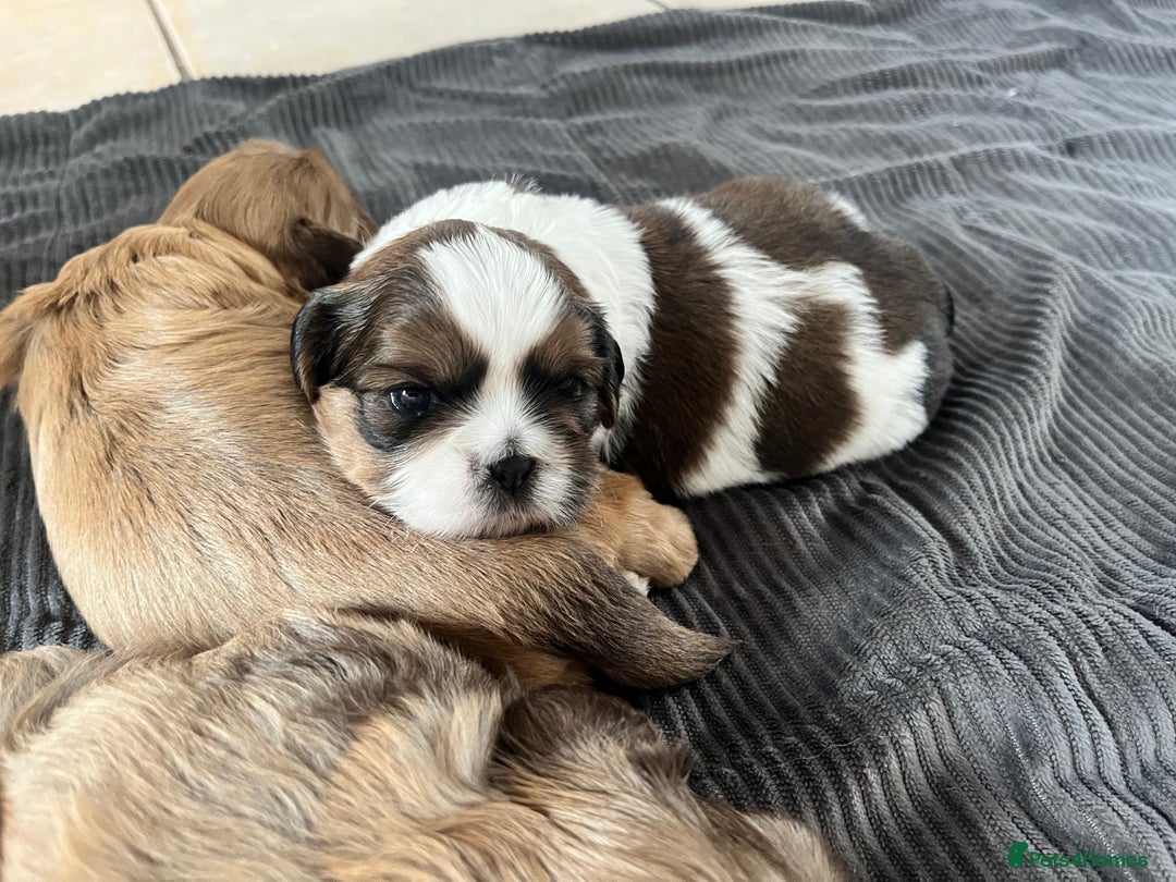 Shih Tzu dogs for sale: Absolutely beautiful shih tzu puppies - Image 16
